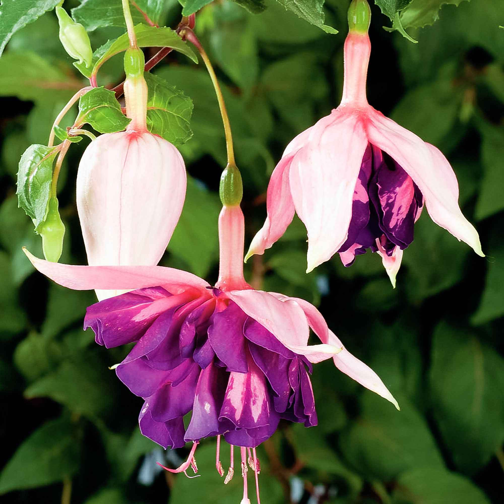 Miniatuur 2