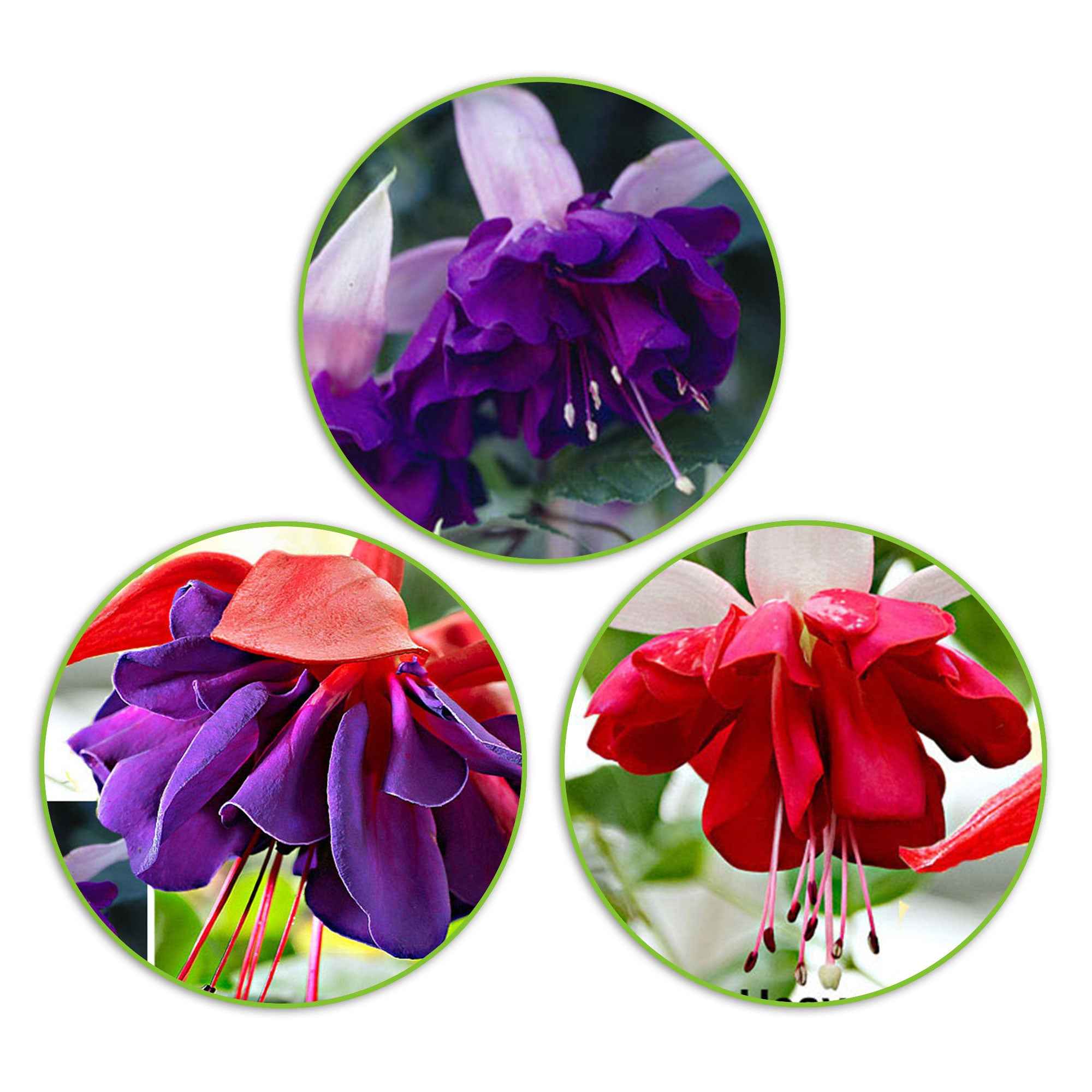 Miniatuur 1