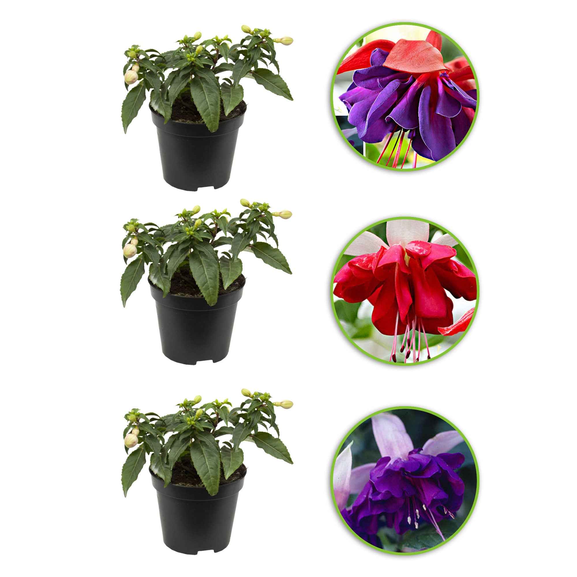 Miniatuur 2
