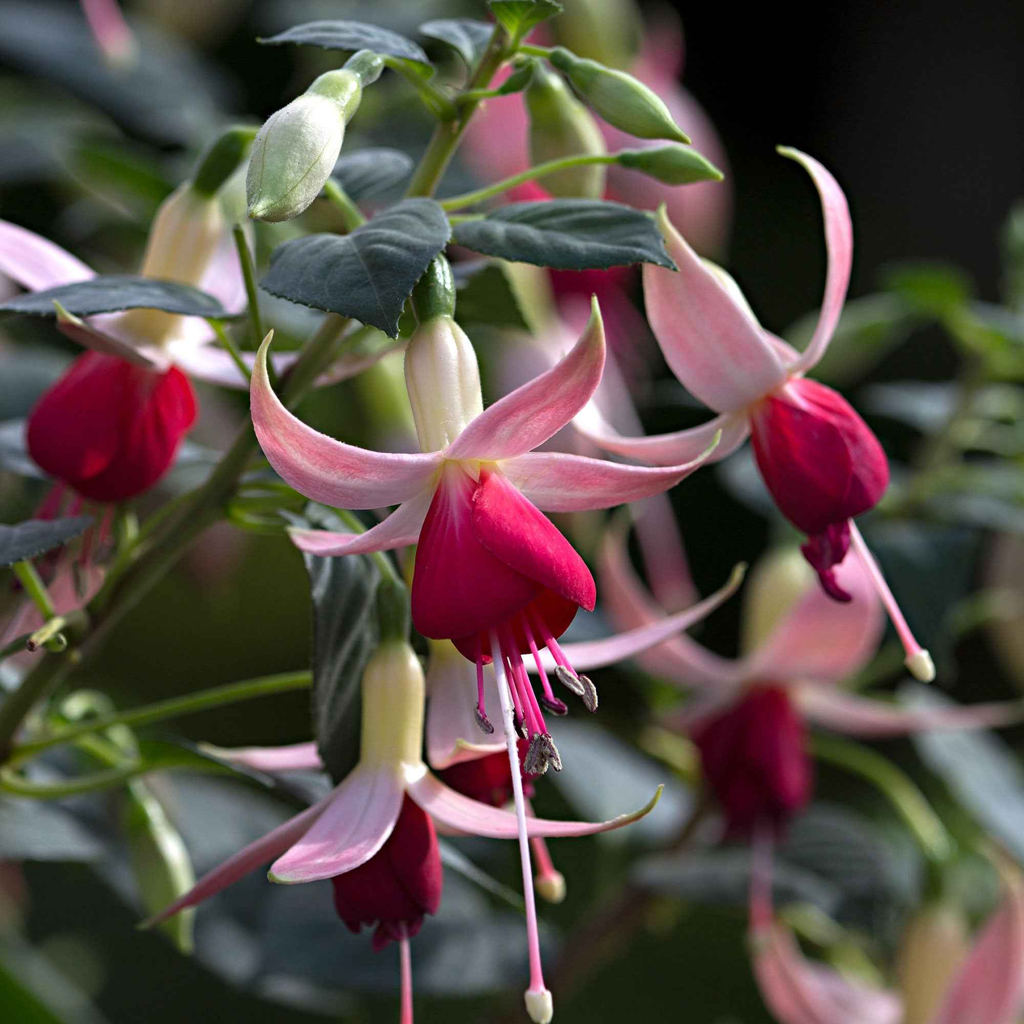 Miniatuur 1