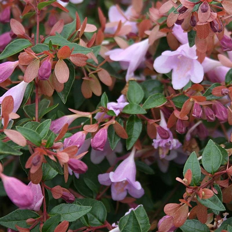 Miniatuur 2