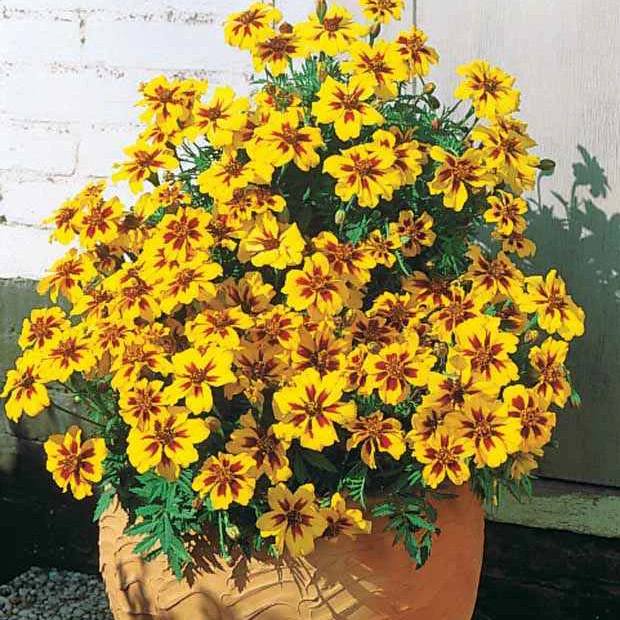Miniatuur 1