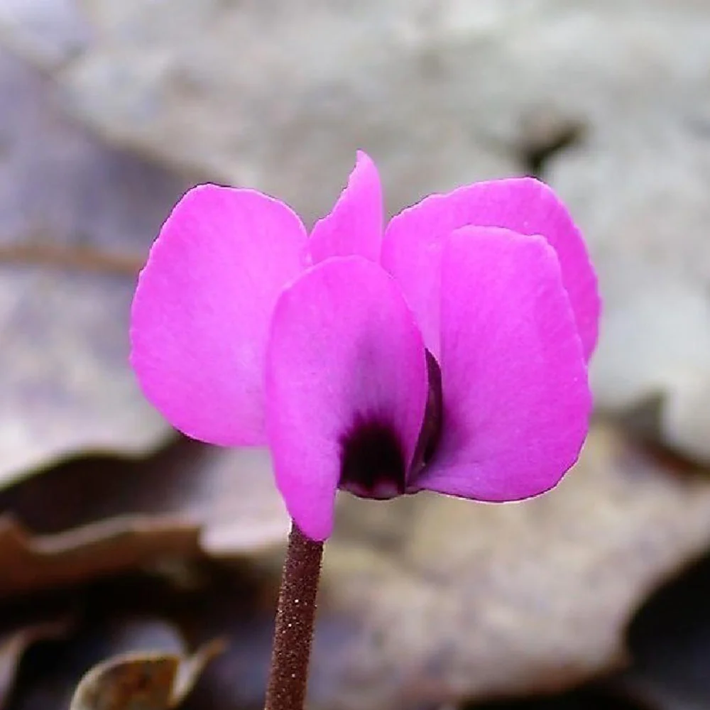 Productafbeelding 5