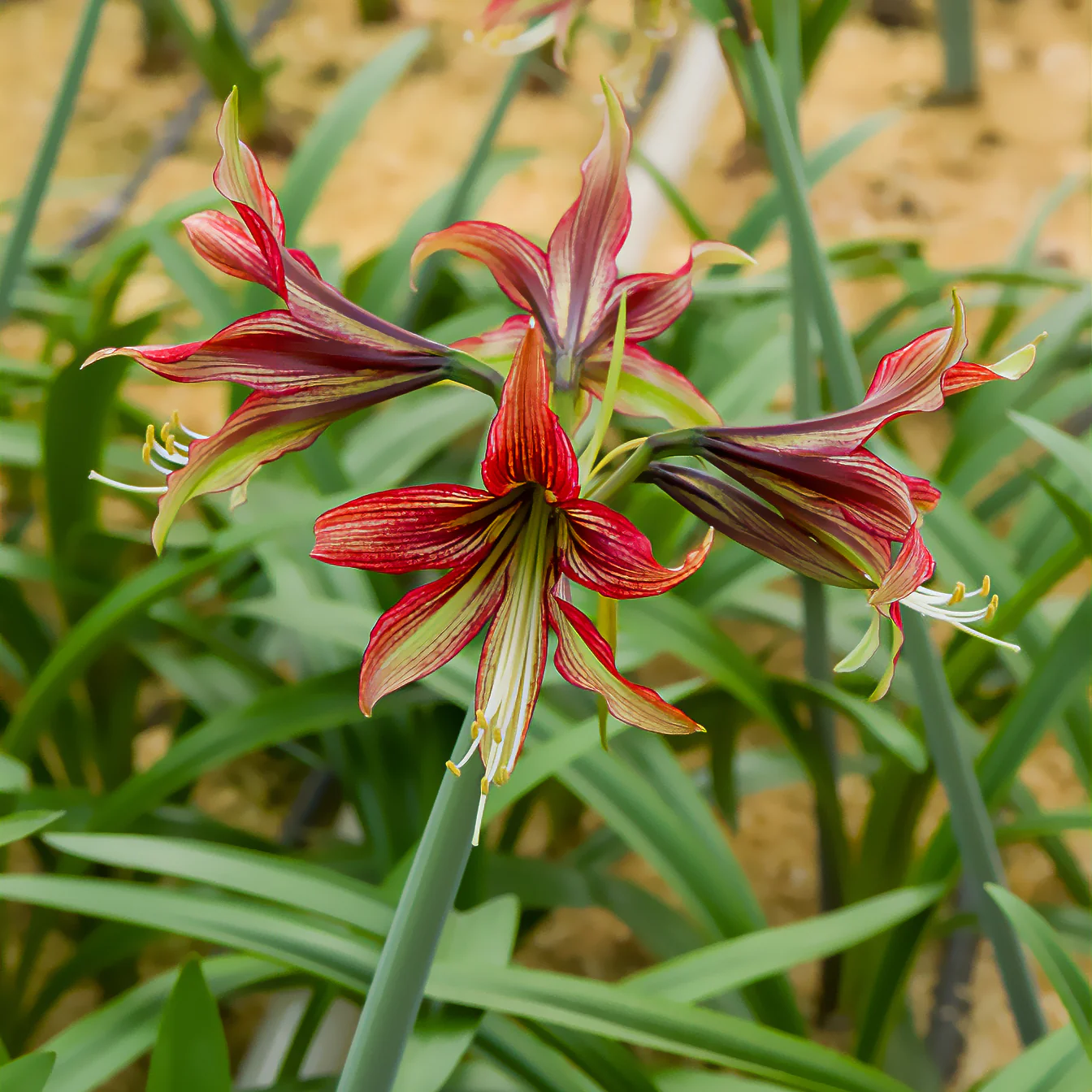 Miniatuur 1