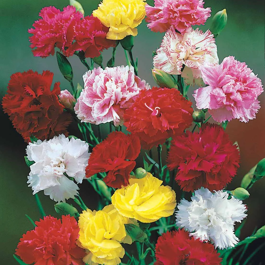 Miniatuur 2