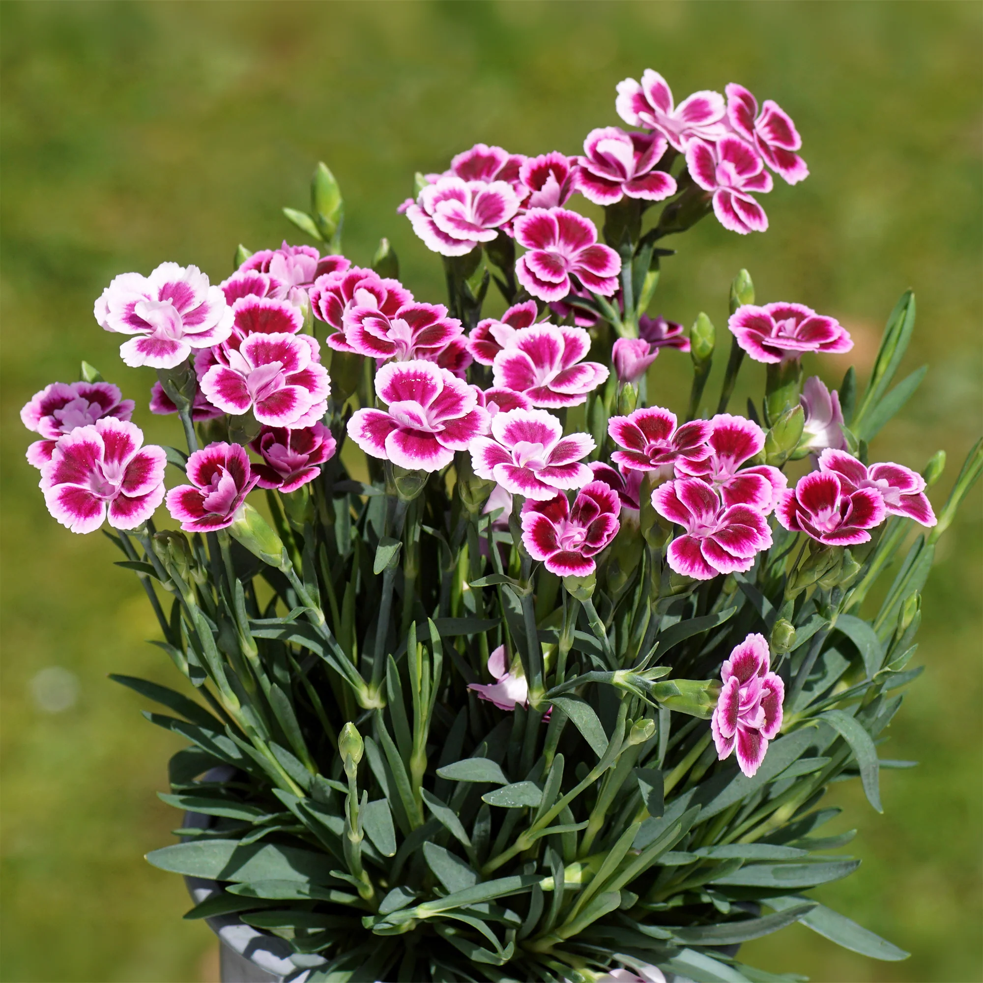 Miniatuur 1