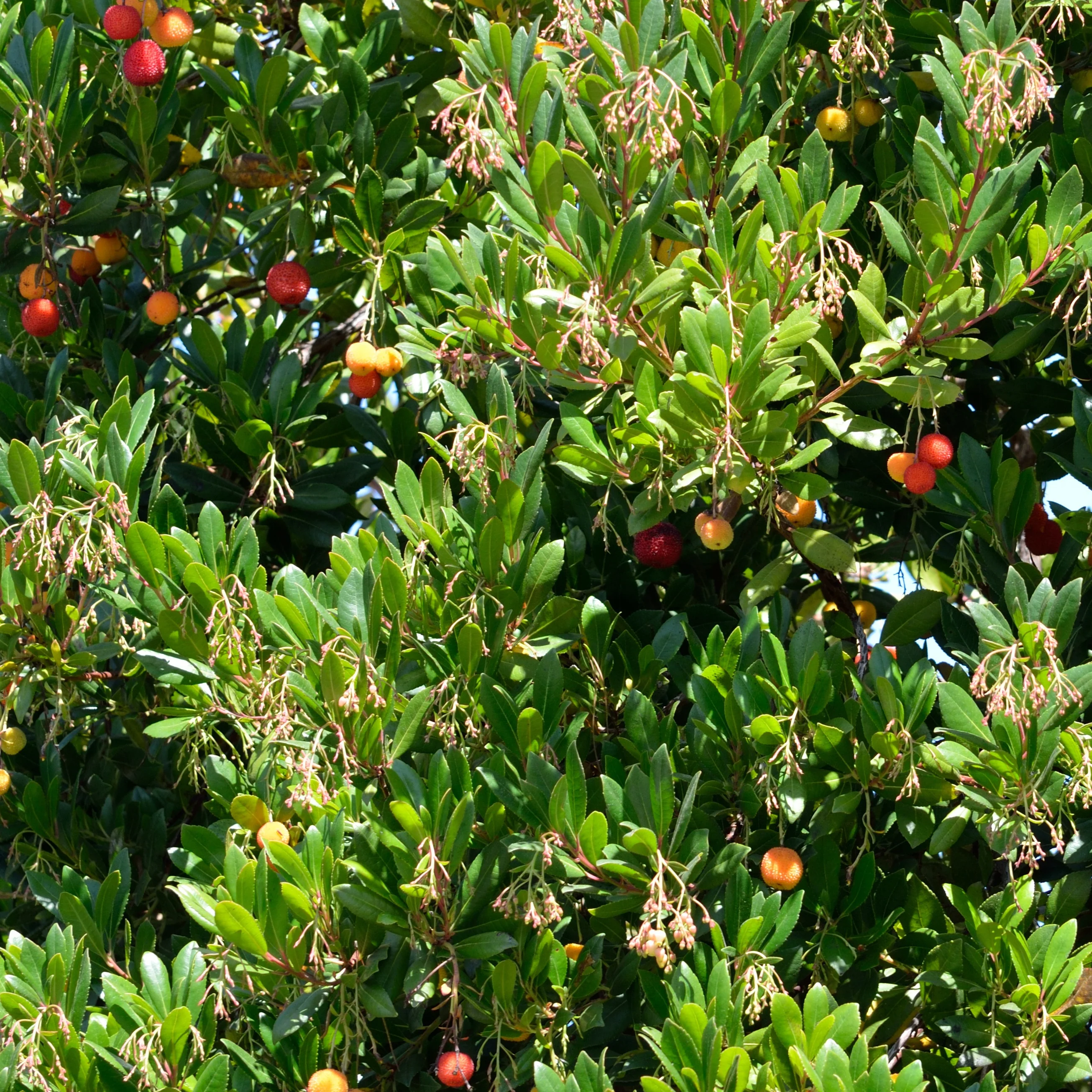Miniatuur 2