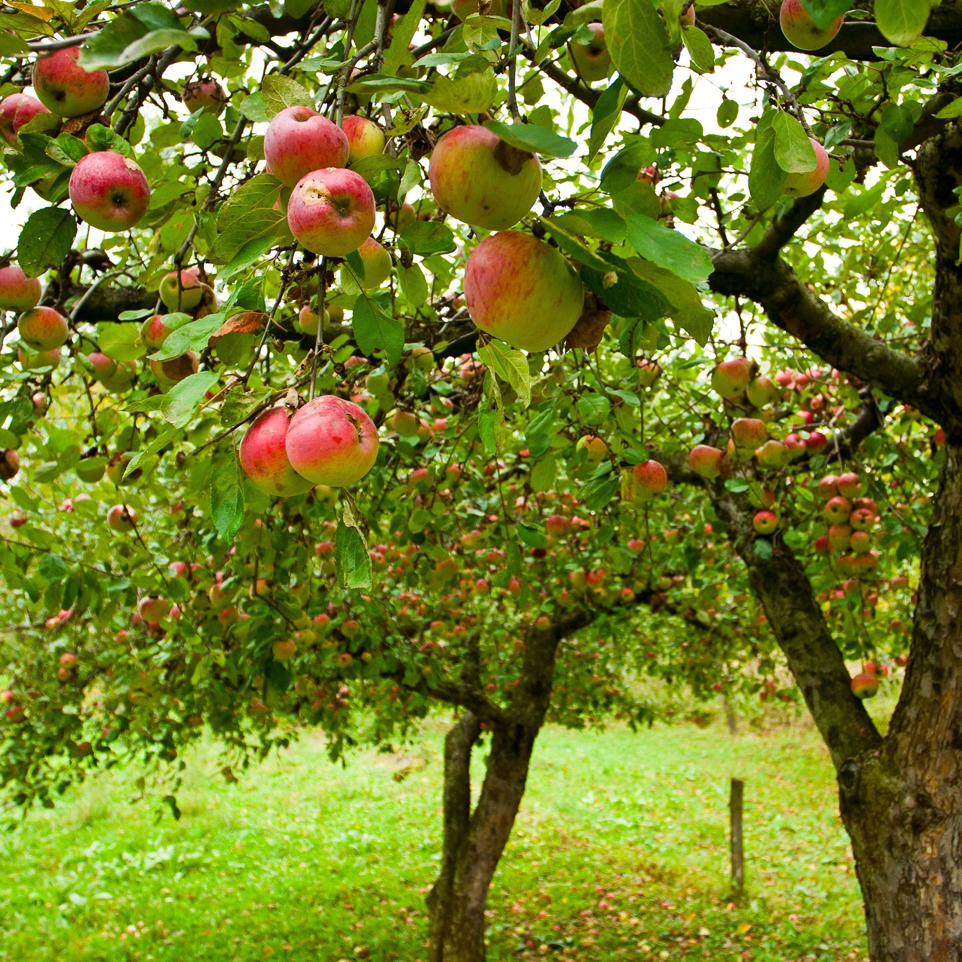 Productafbeelding 2