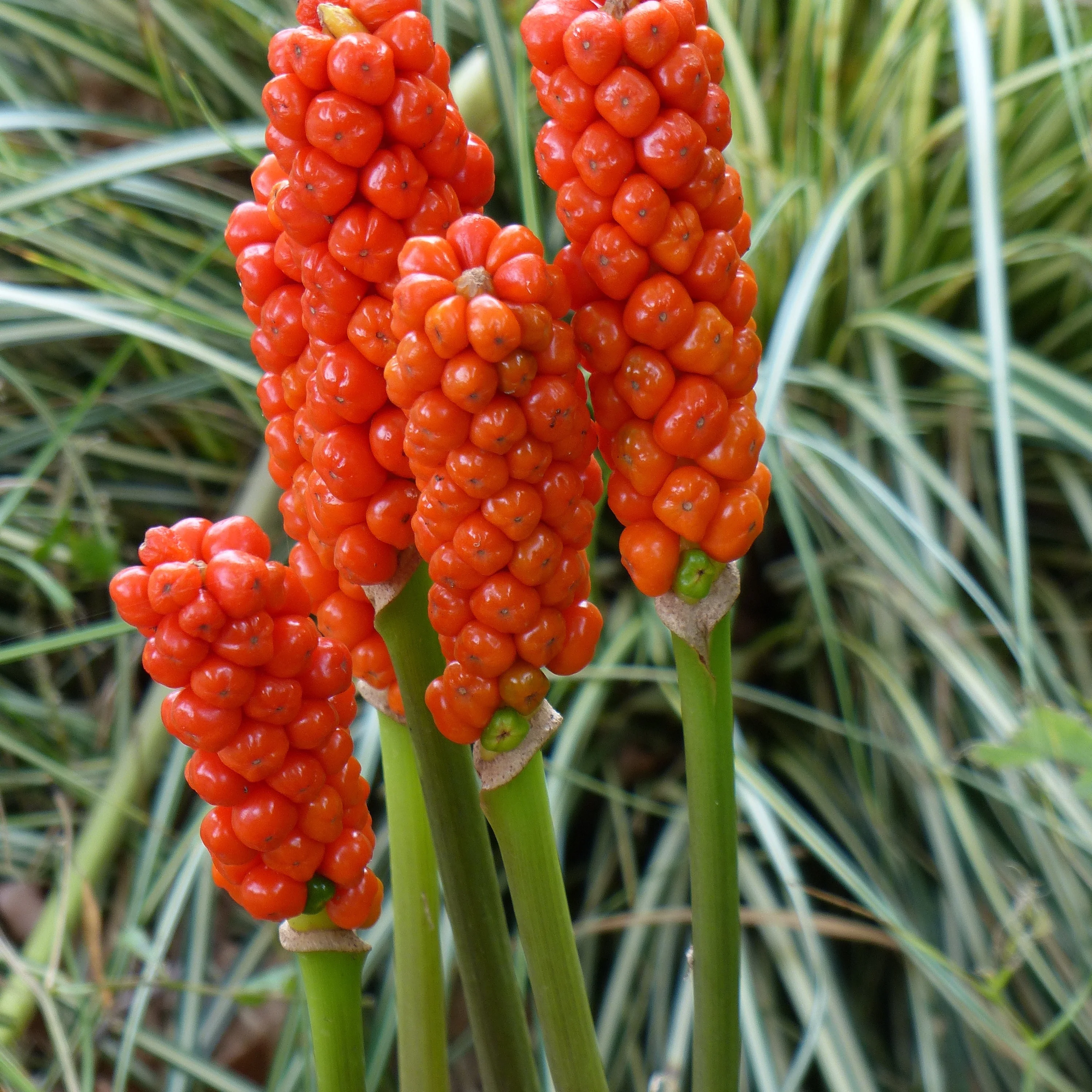 Miniatuur 1