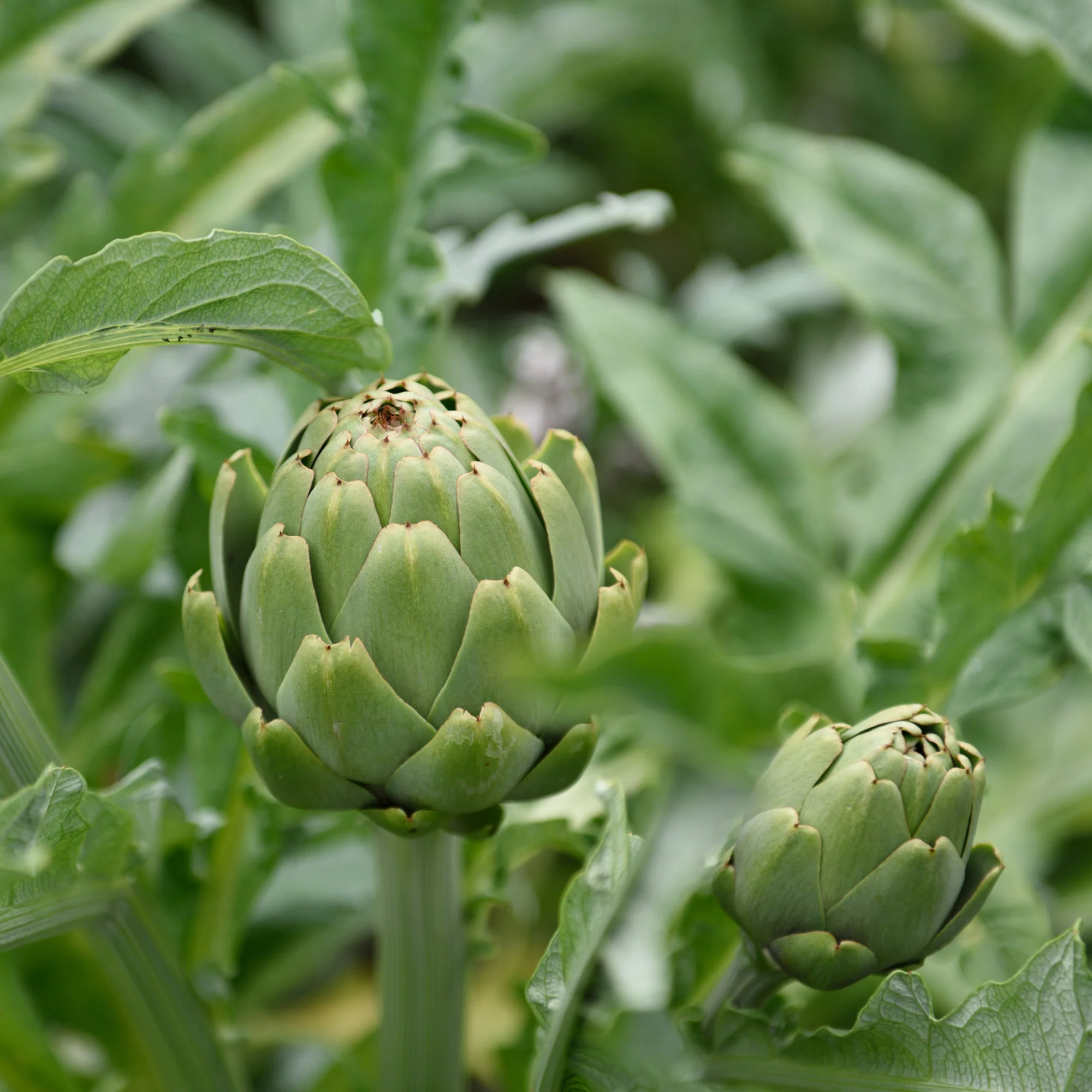 Miniatuur 2