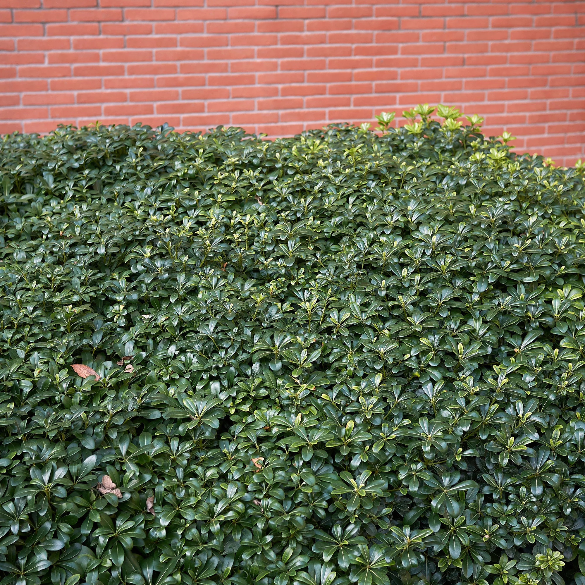 Productafbeelding 2