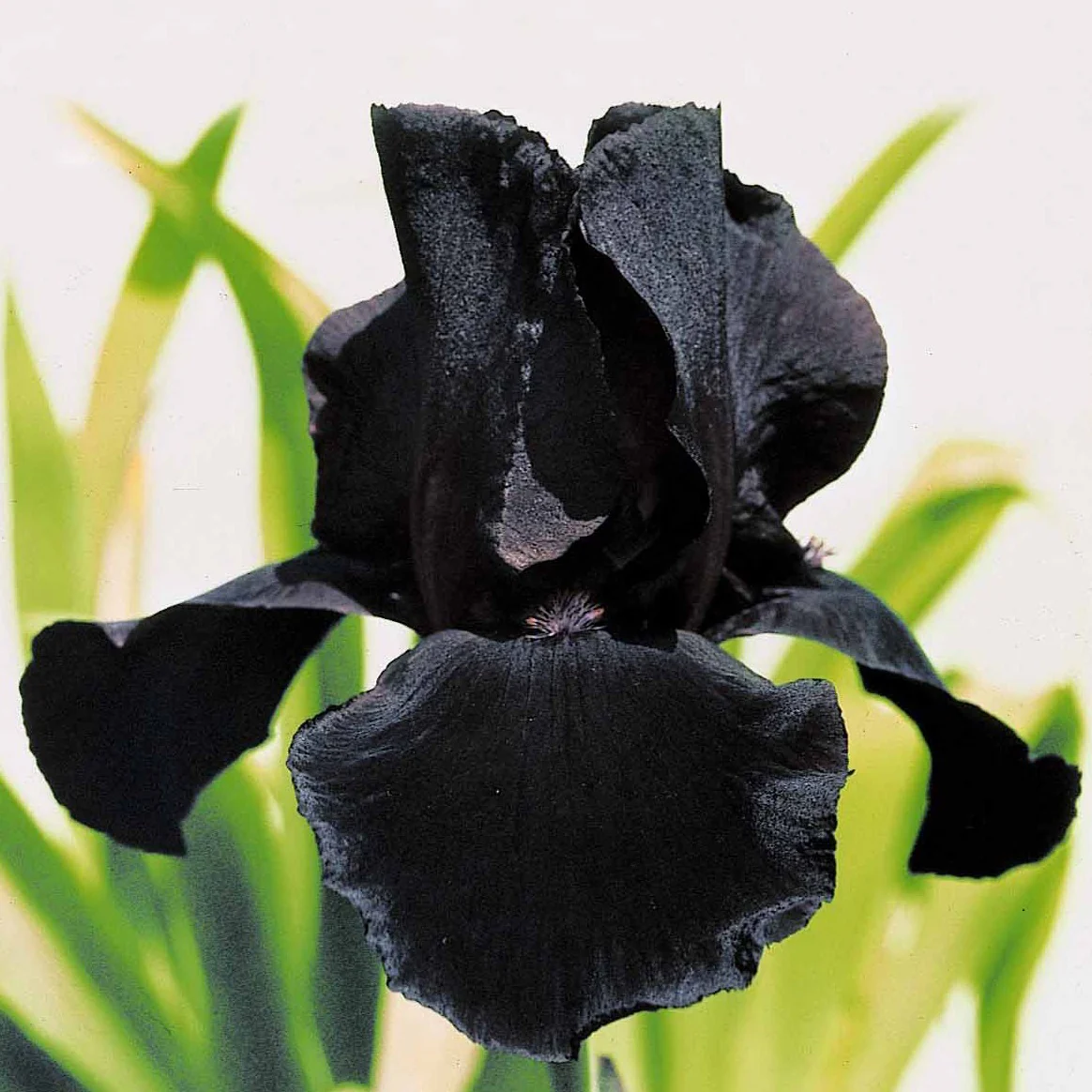 Miniatuur 2