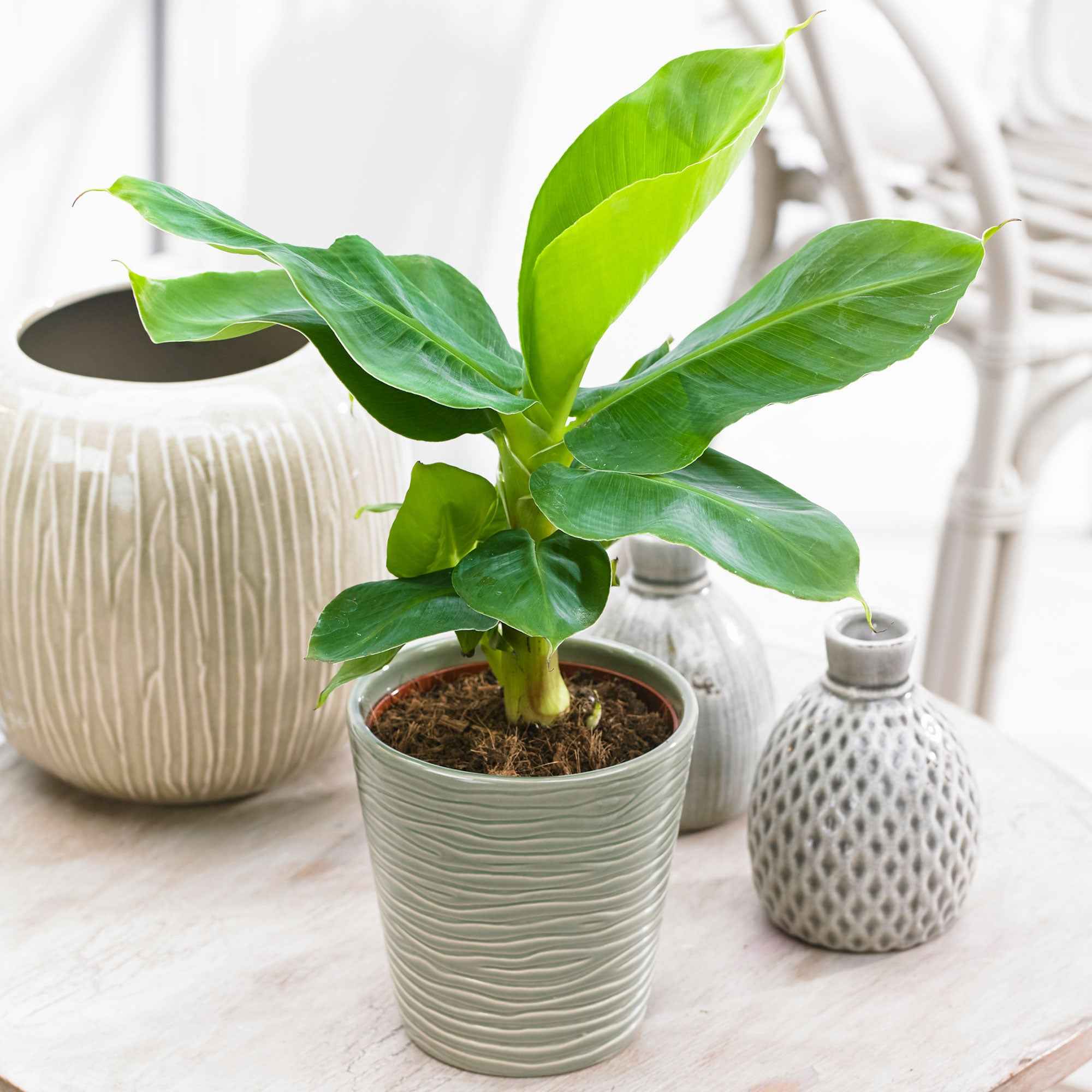 Miniatuur 2