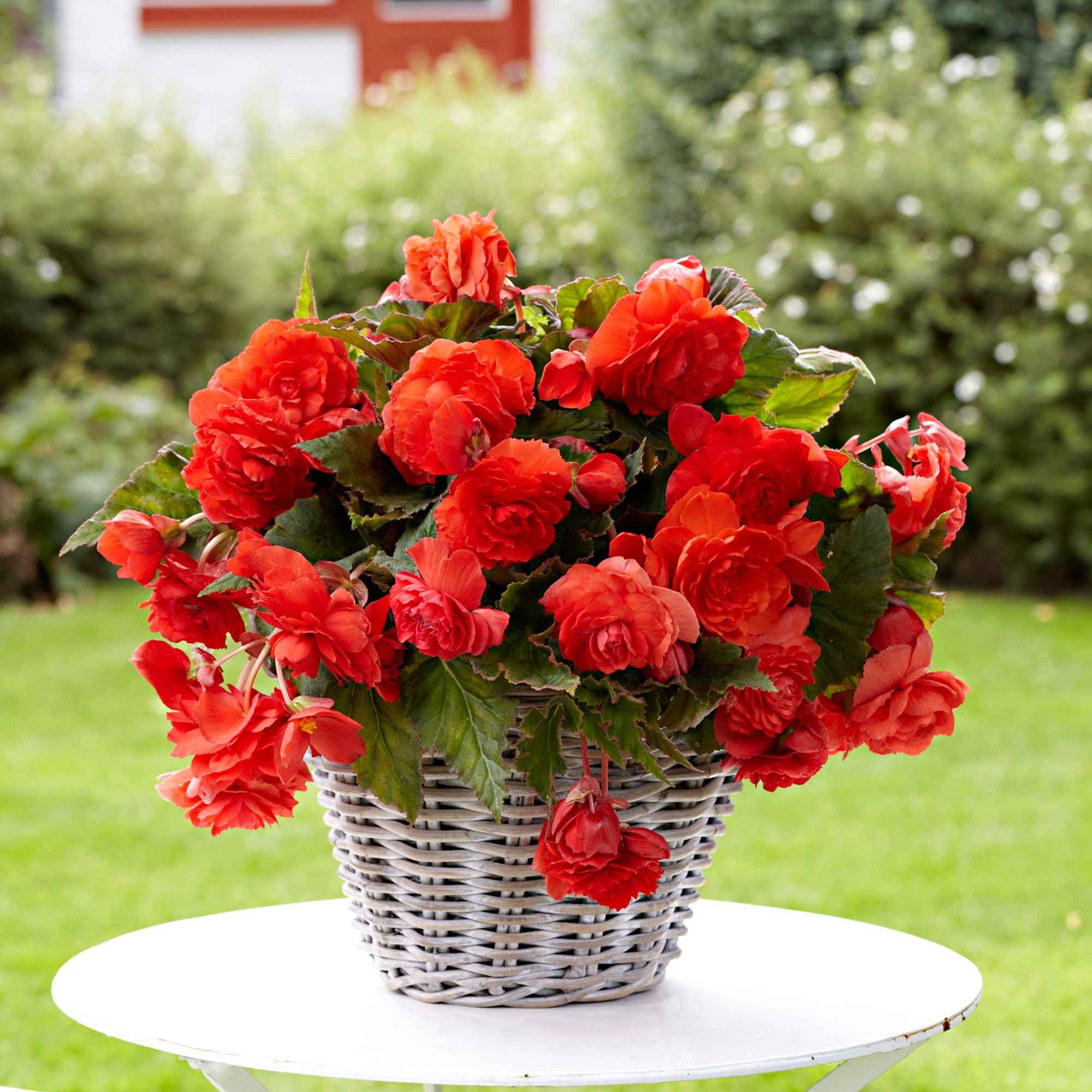 Miniatuur 1
