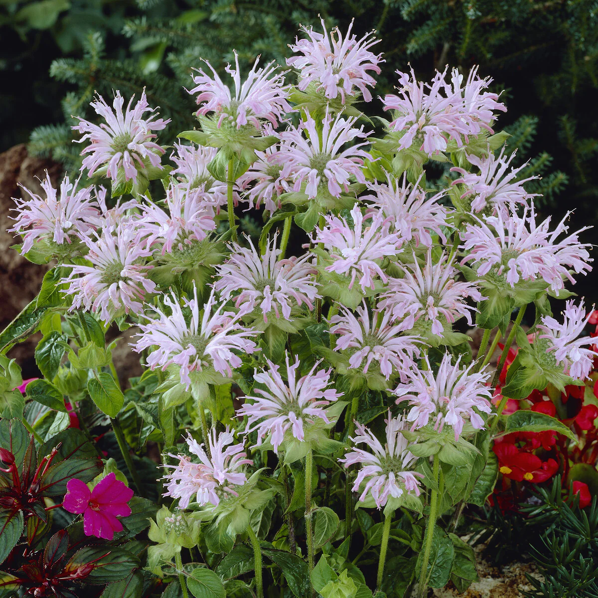 Miniatuur 2