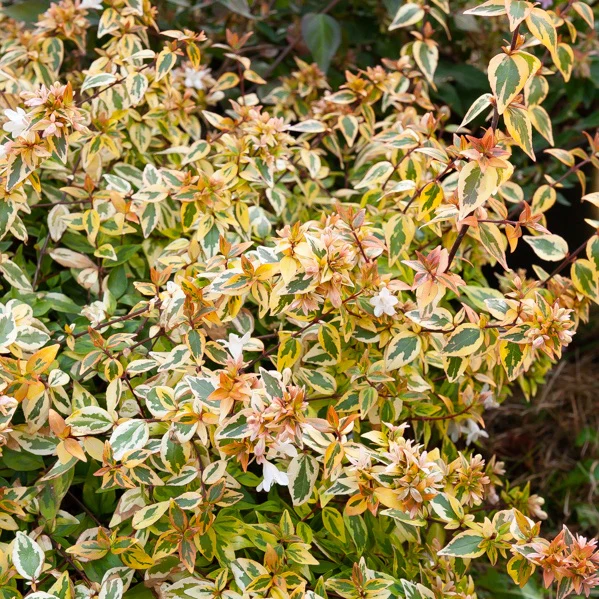 Miniatuur 2