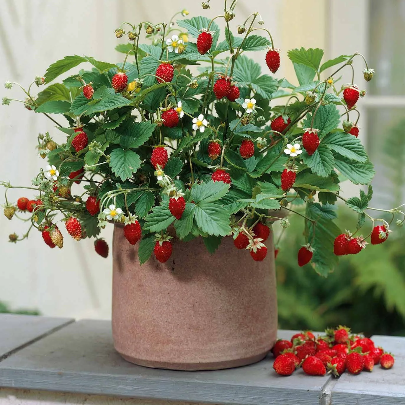 Miniatuur 1