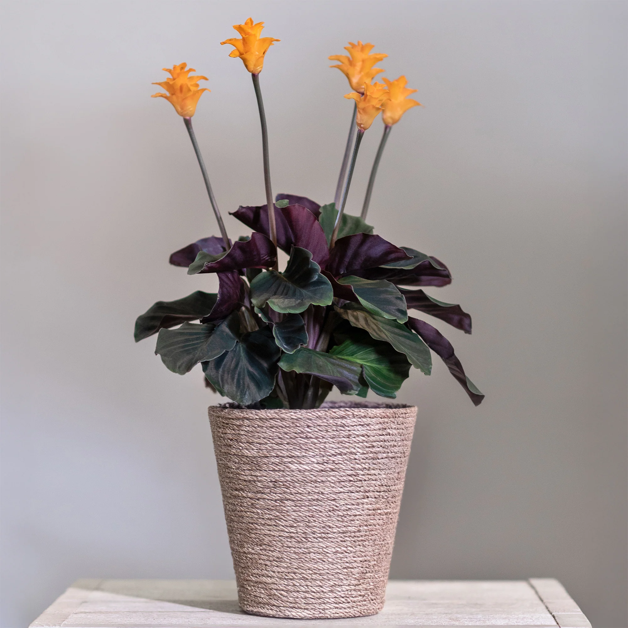 Miniatuur 1