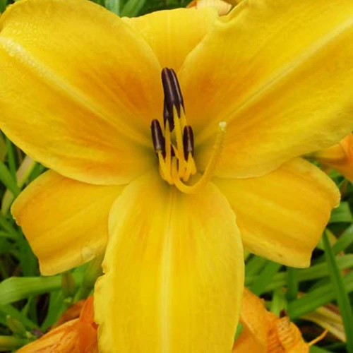 Miniatuur 1