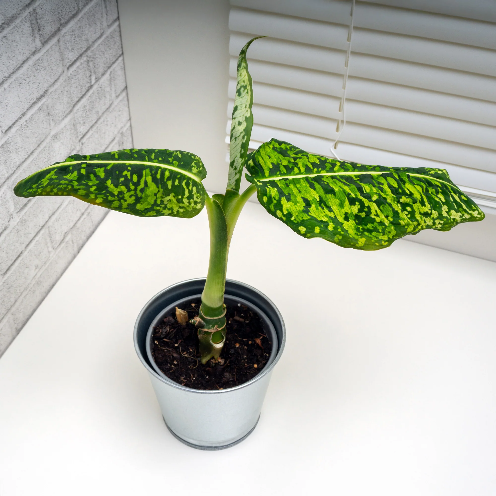 Miniatuur 2