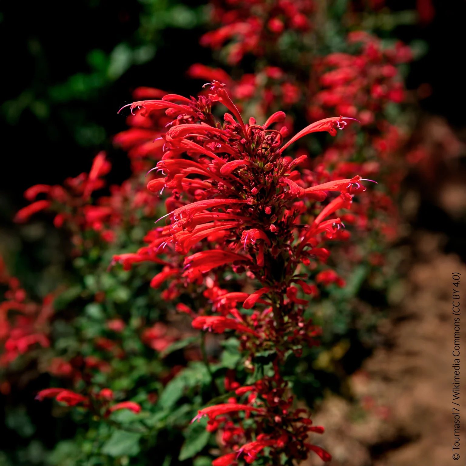 Miniatuur 1