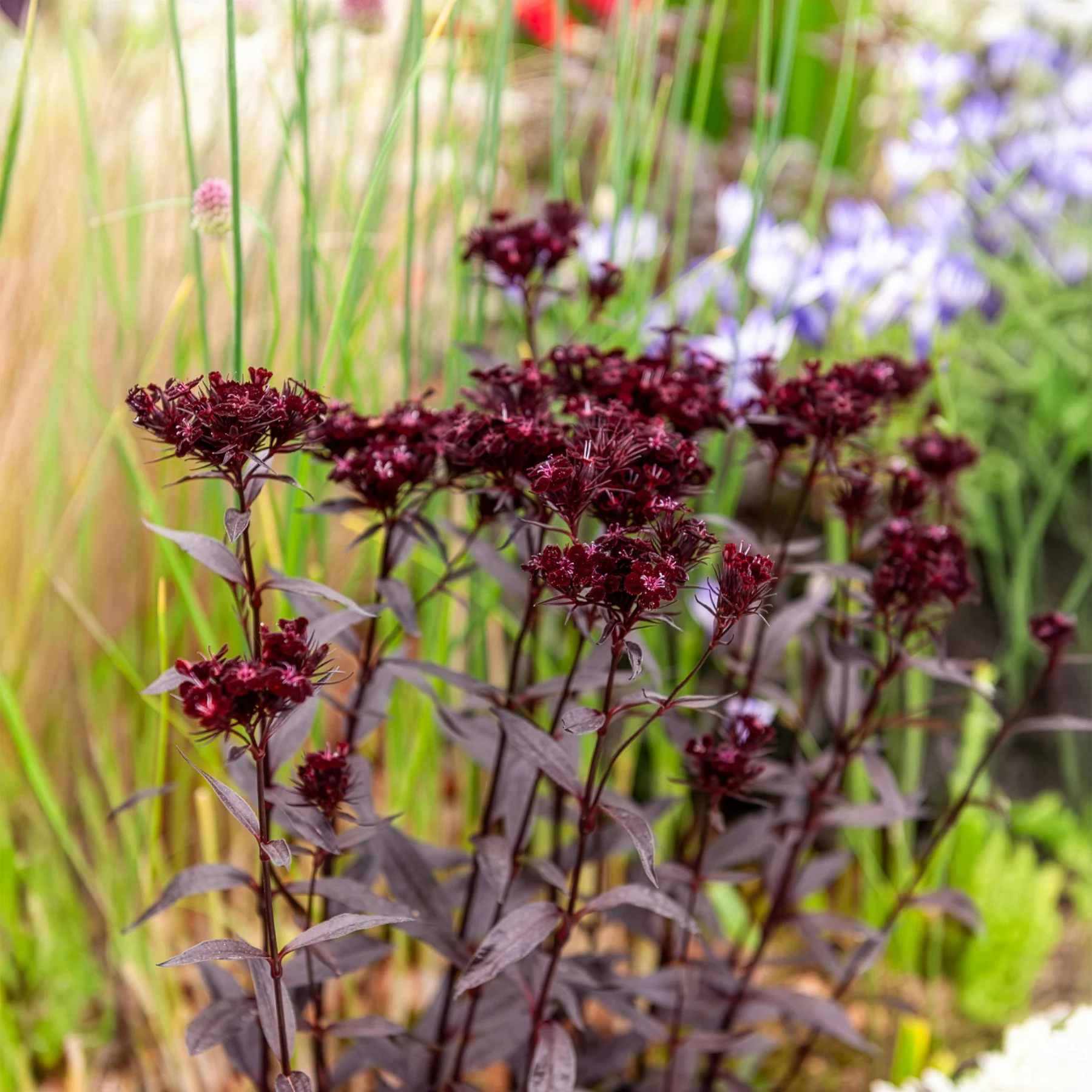 Miniatuur 2