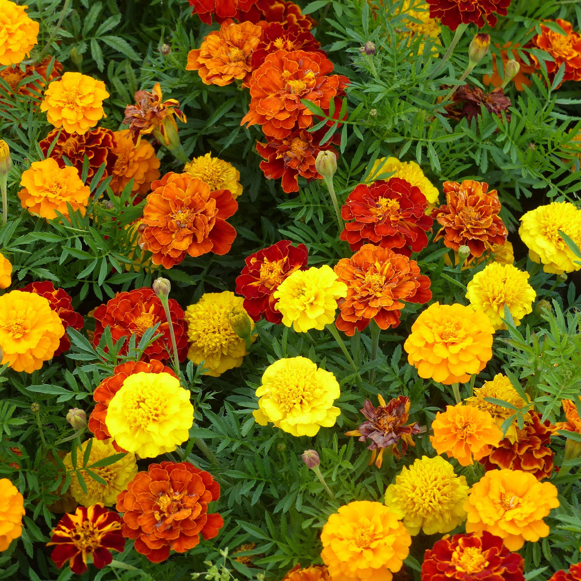 Productafbeelding 2