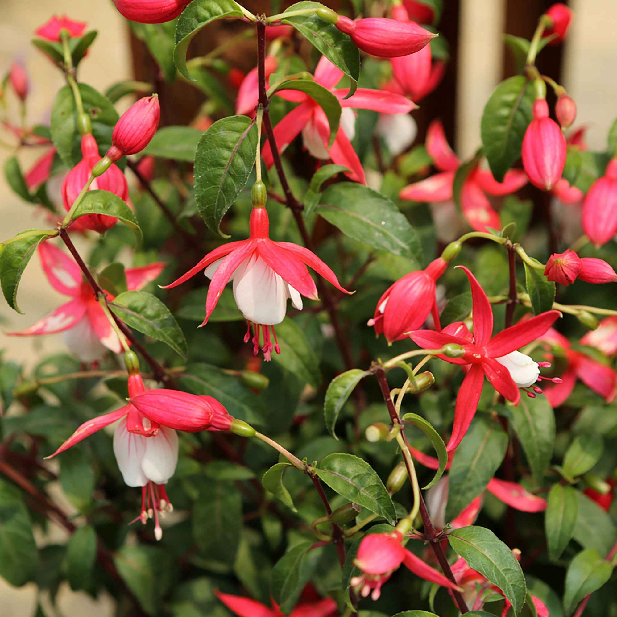 Miniatuur 1