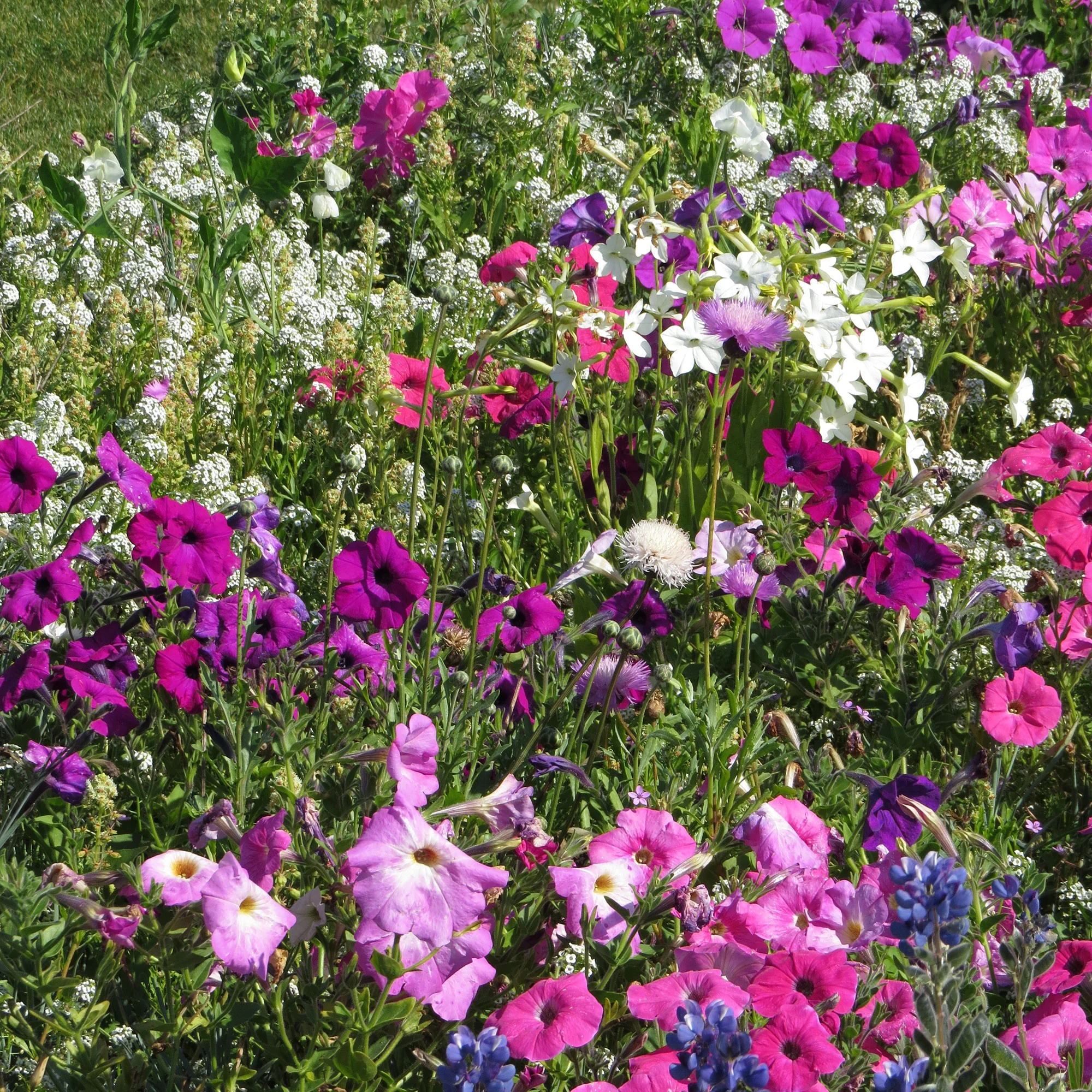 Miniatuur 1