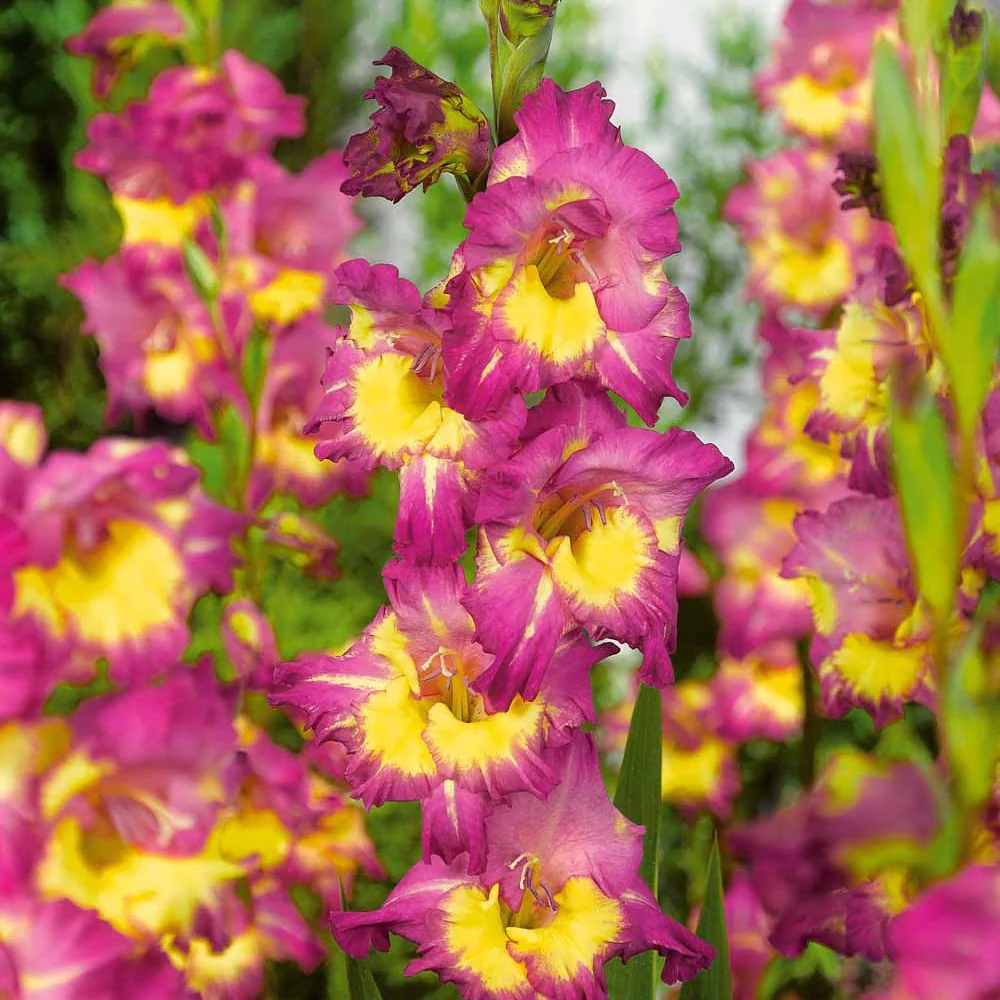 Productafbeelding 1