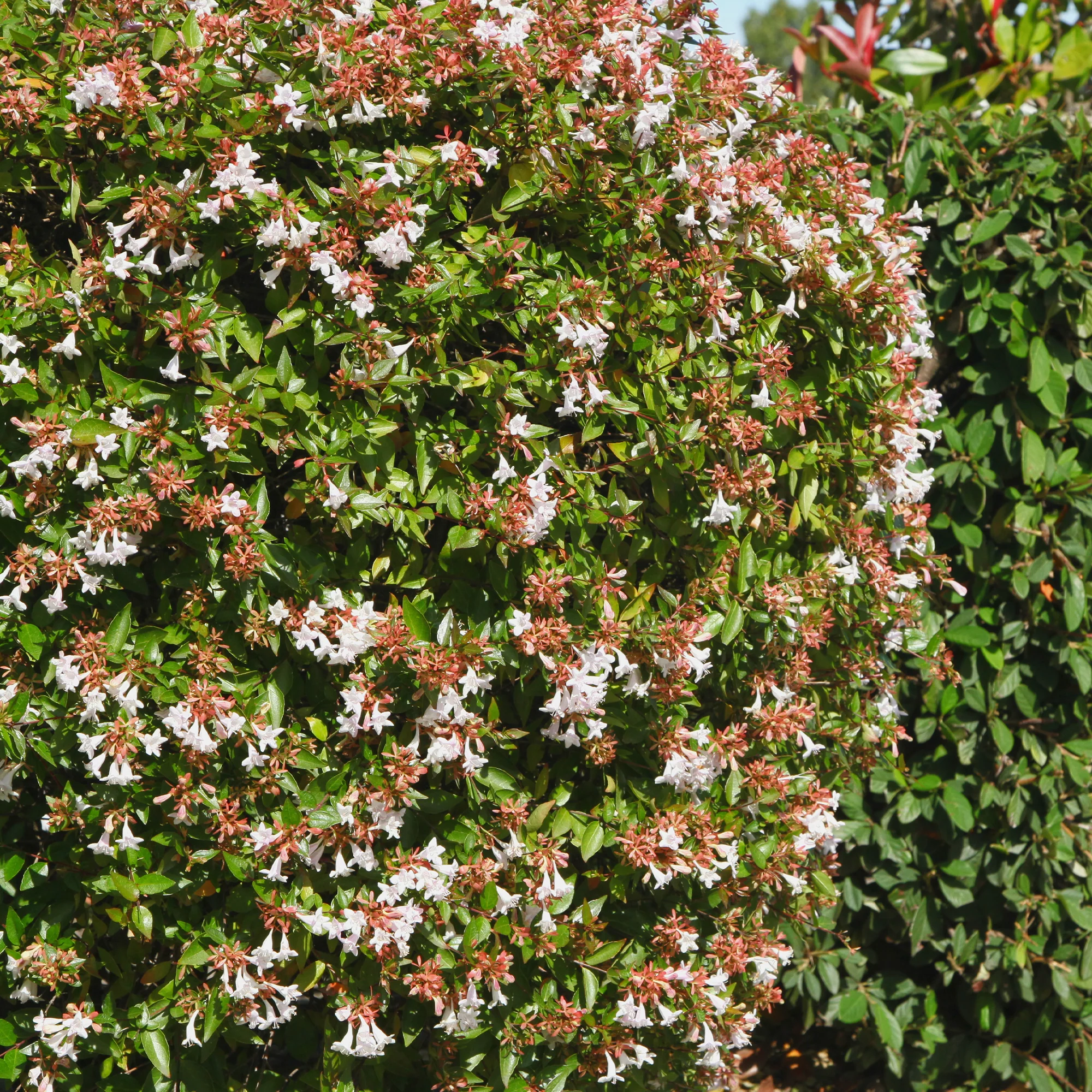 Miniatuur 2