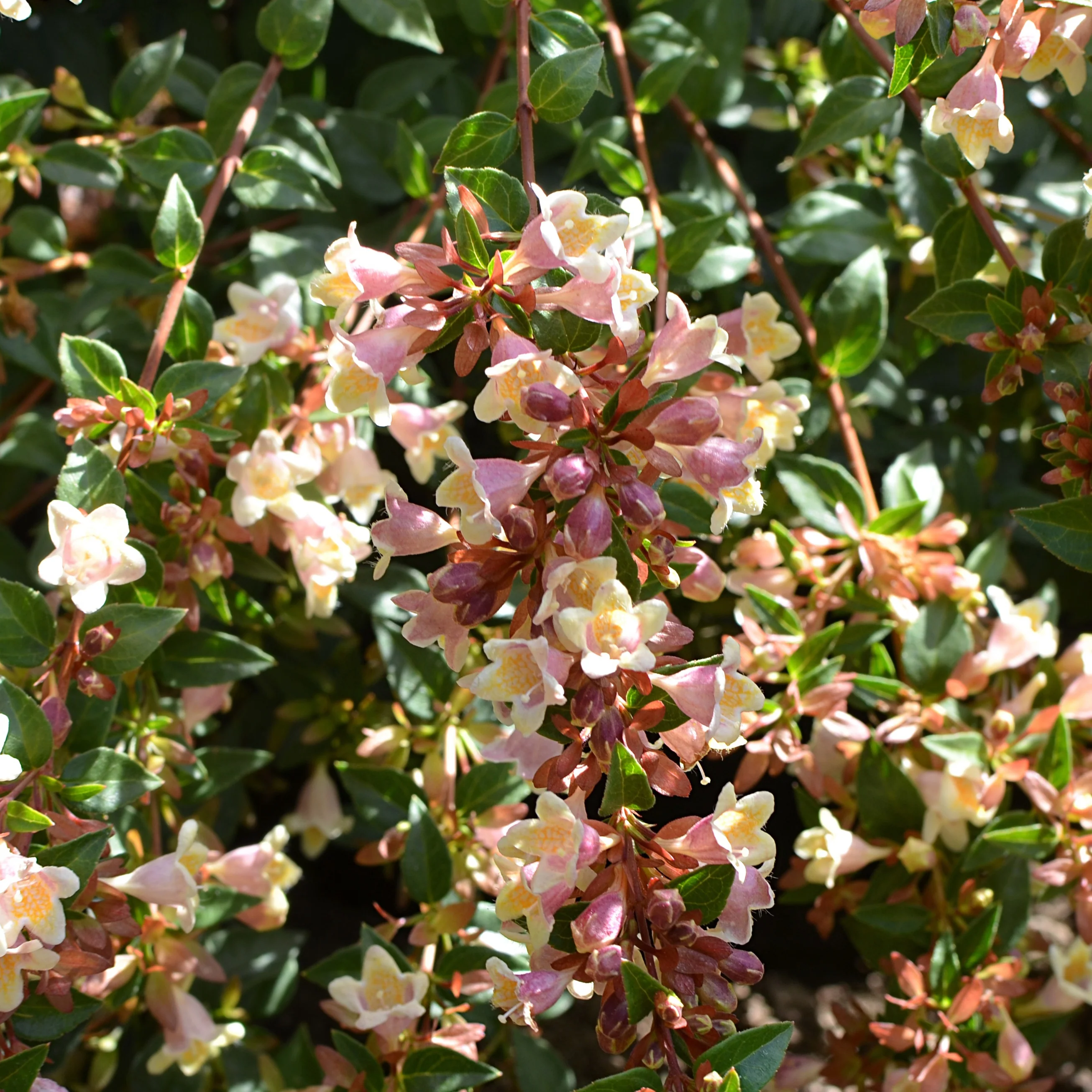 Miniatuur 1