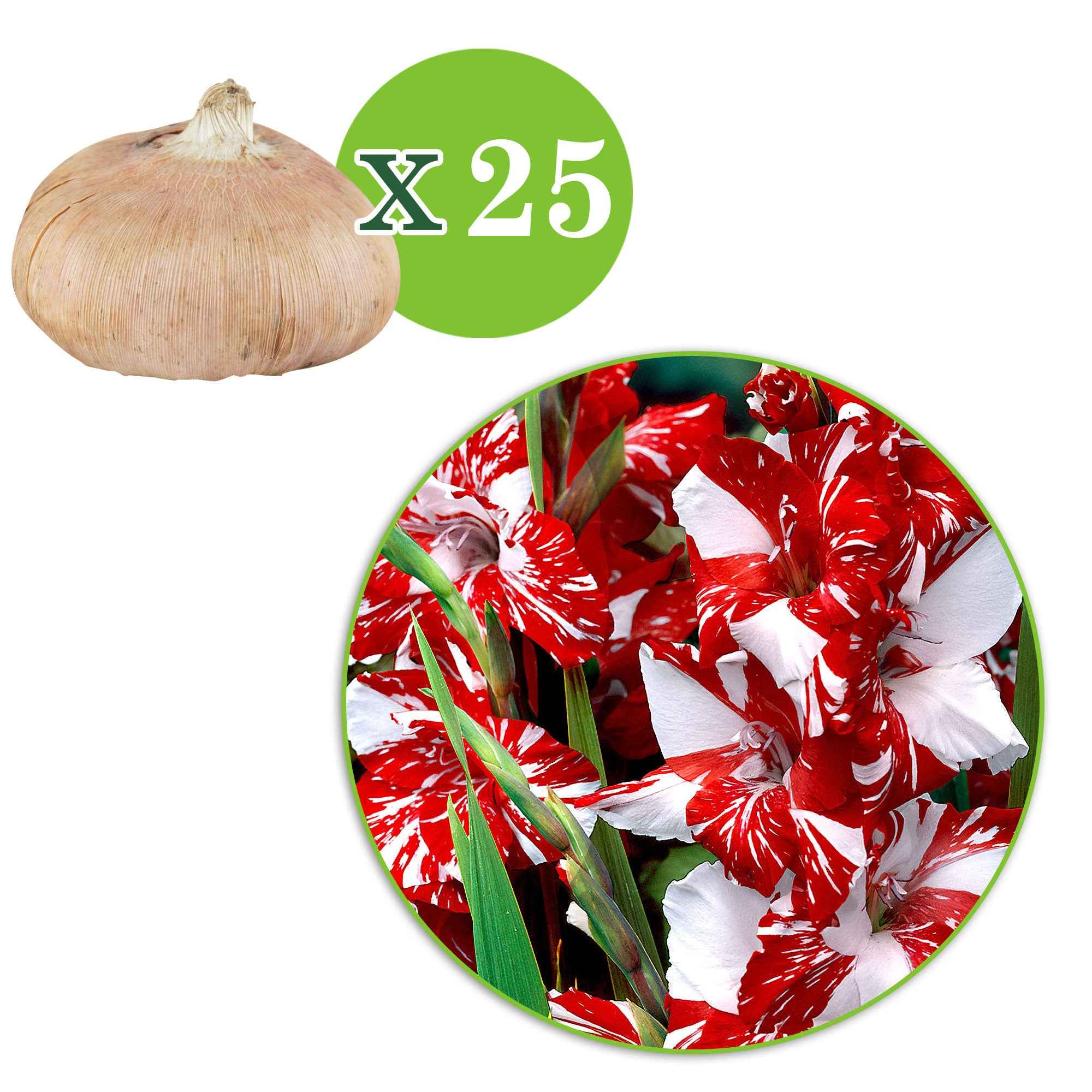 Miniatuur 2