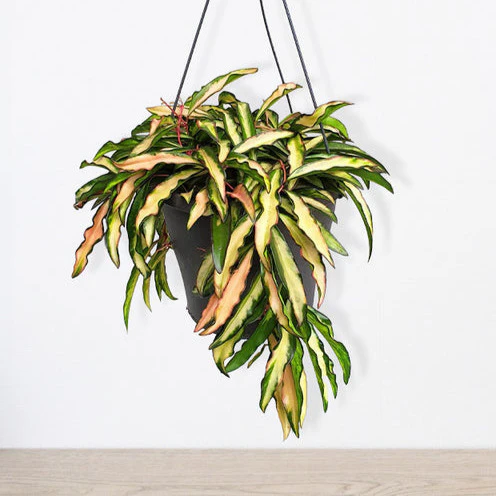 Miniatuur 1