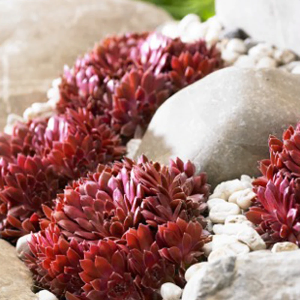 Miniatuur 2
