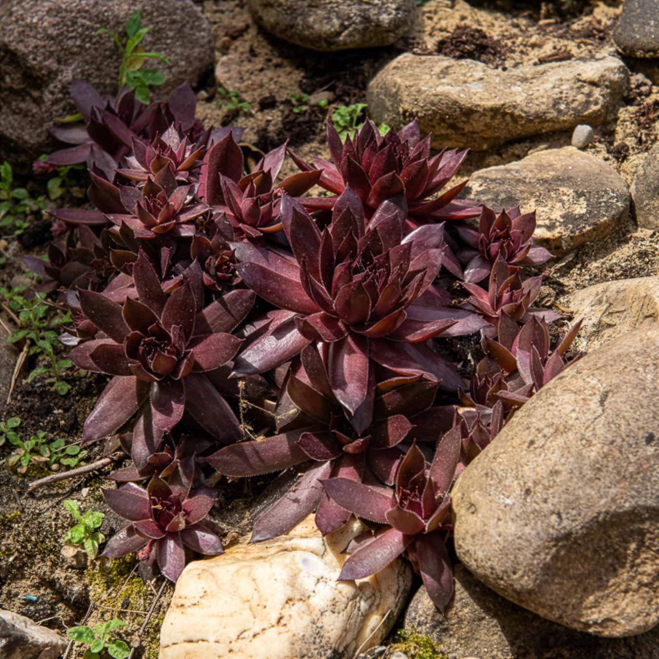 Miniatuur 2