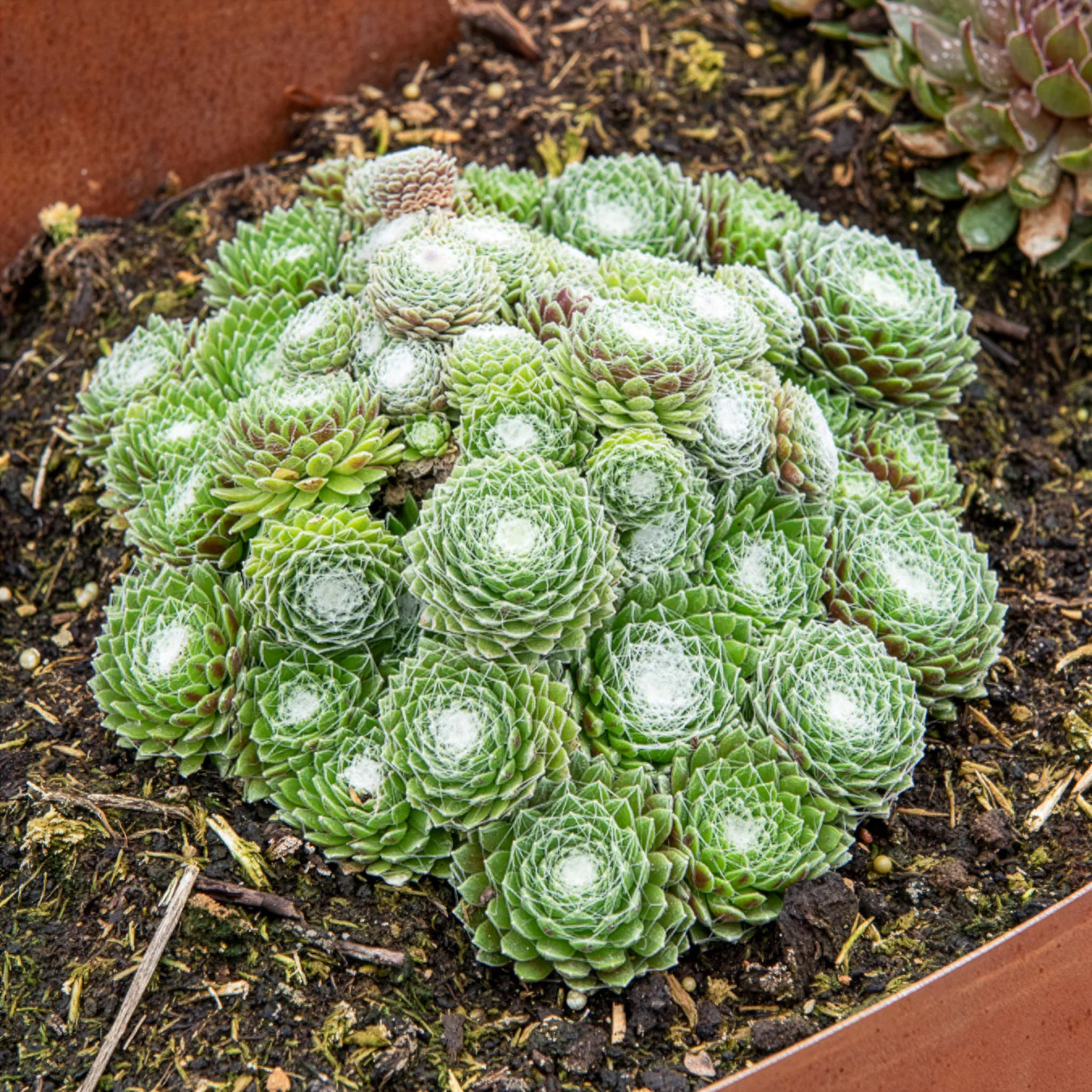 Miniatuur 1