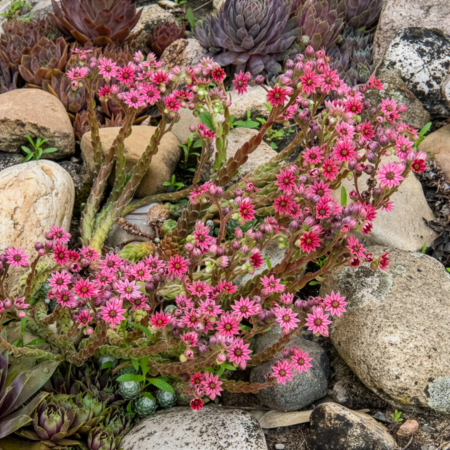 Miniatuur 2