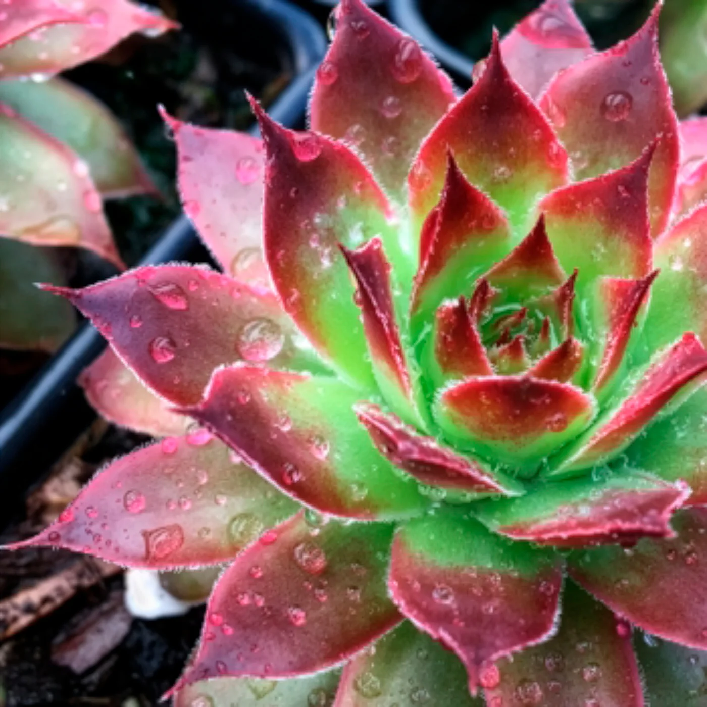 Miniatuur 1
