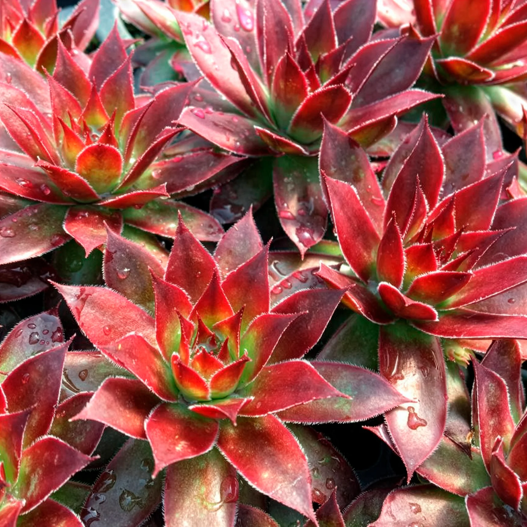 Miniatuur 2