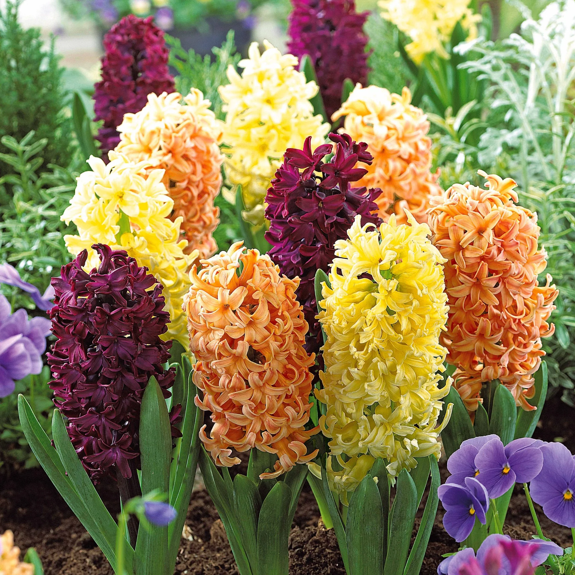 Miniatuur 1