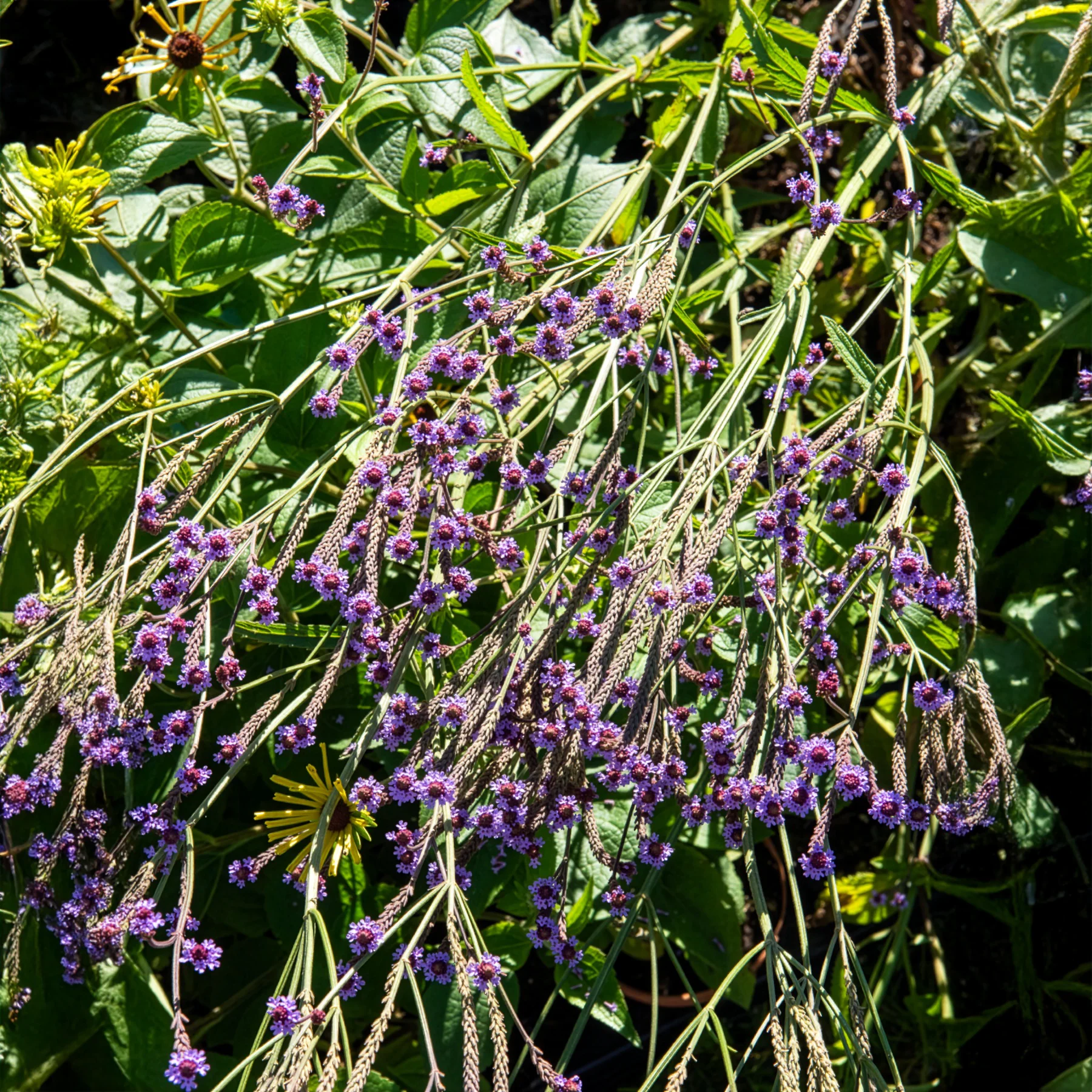 Miniatuur 2