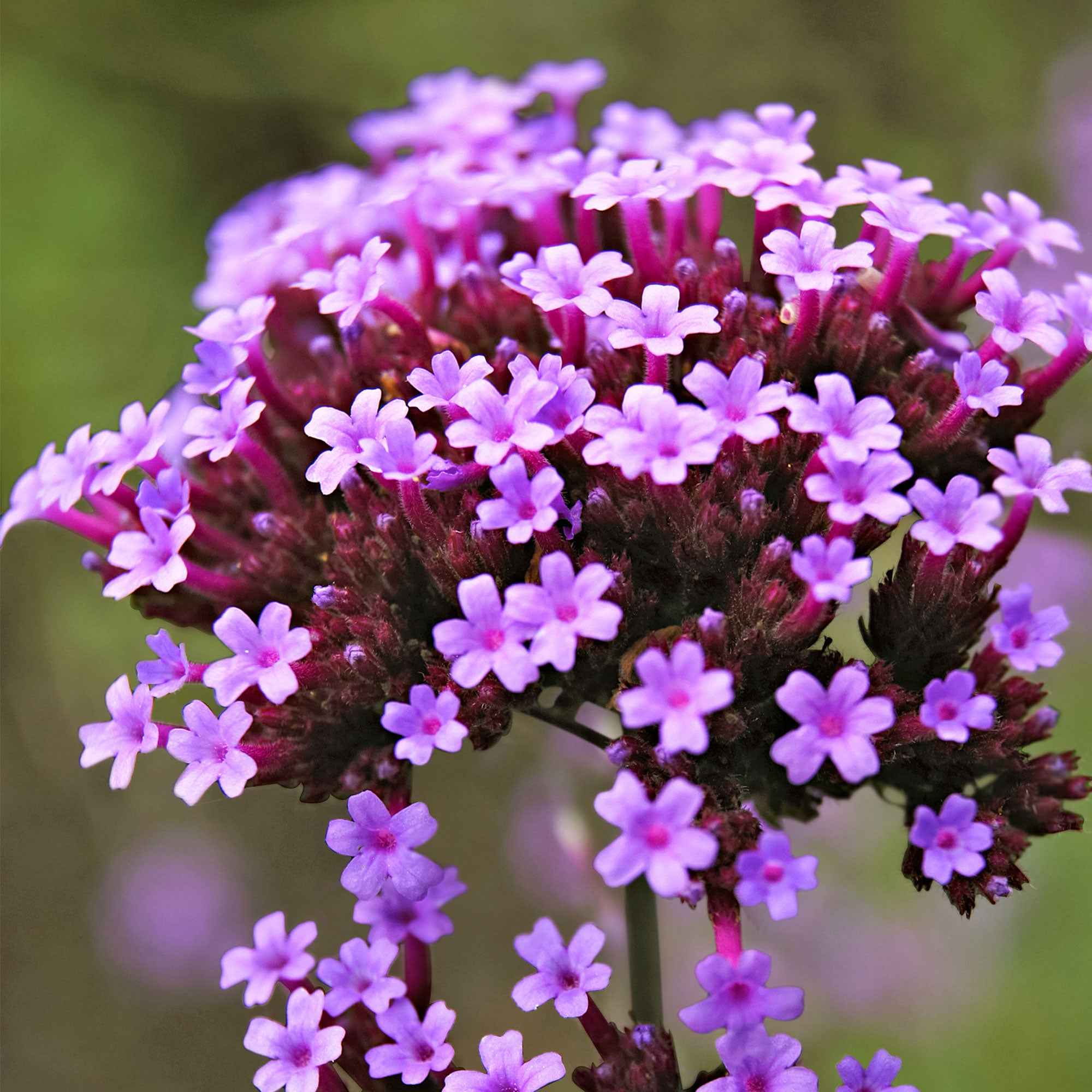 Miniatuur 2