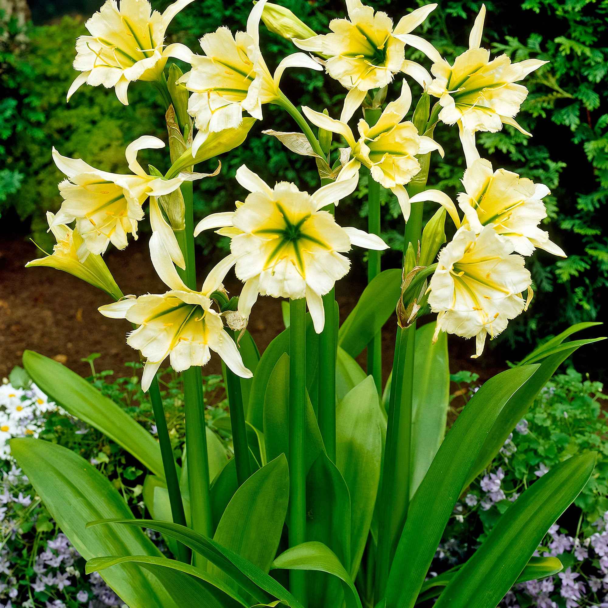Productafbeelding 3