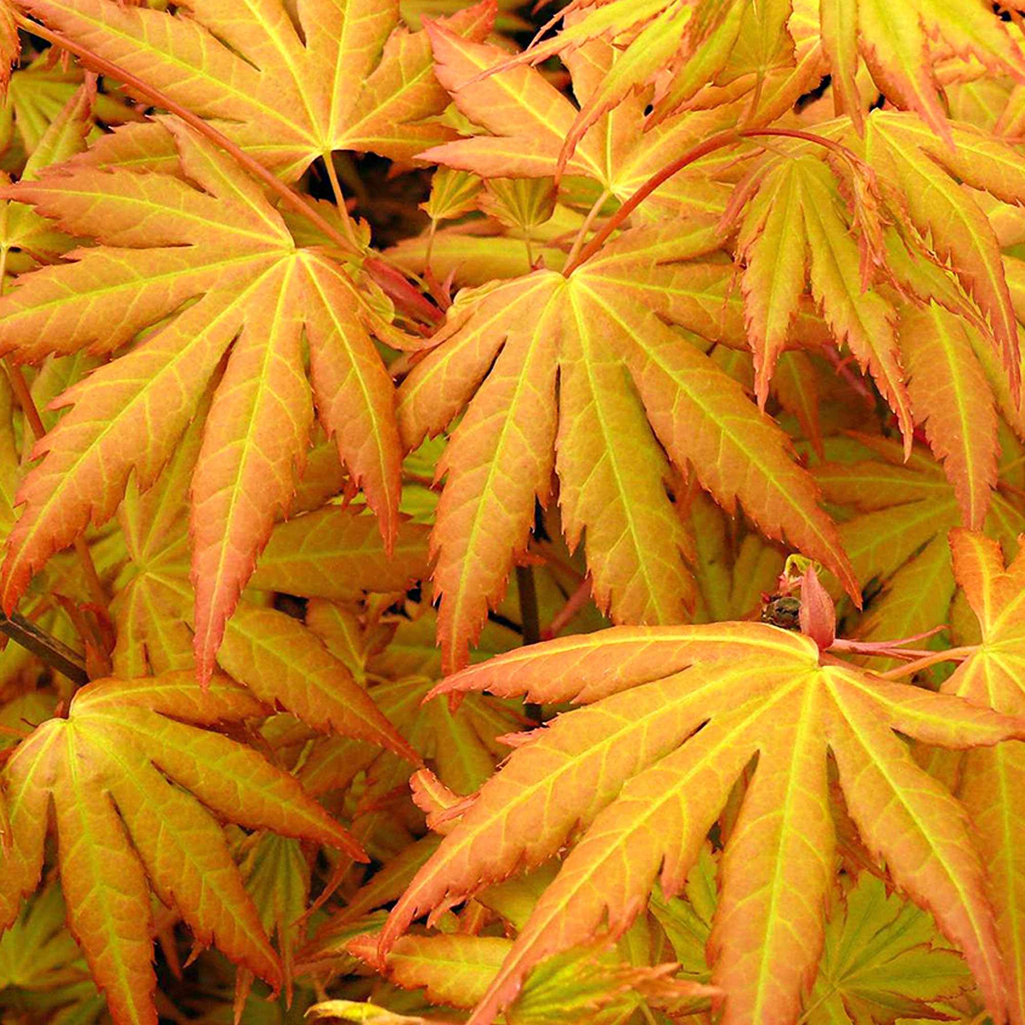 Miniatuur 2