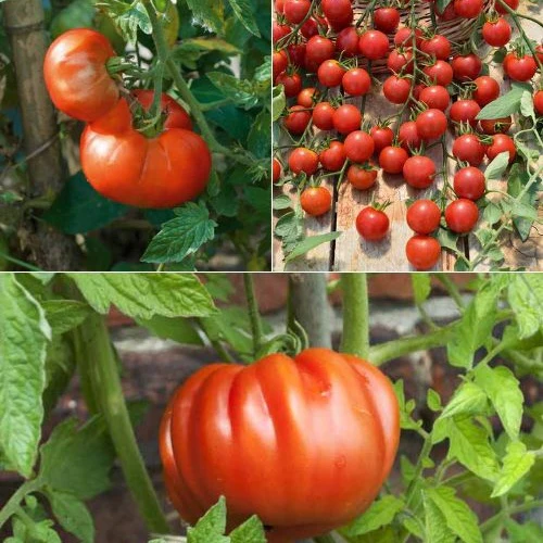 Productafbeelding 1