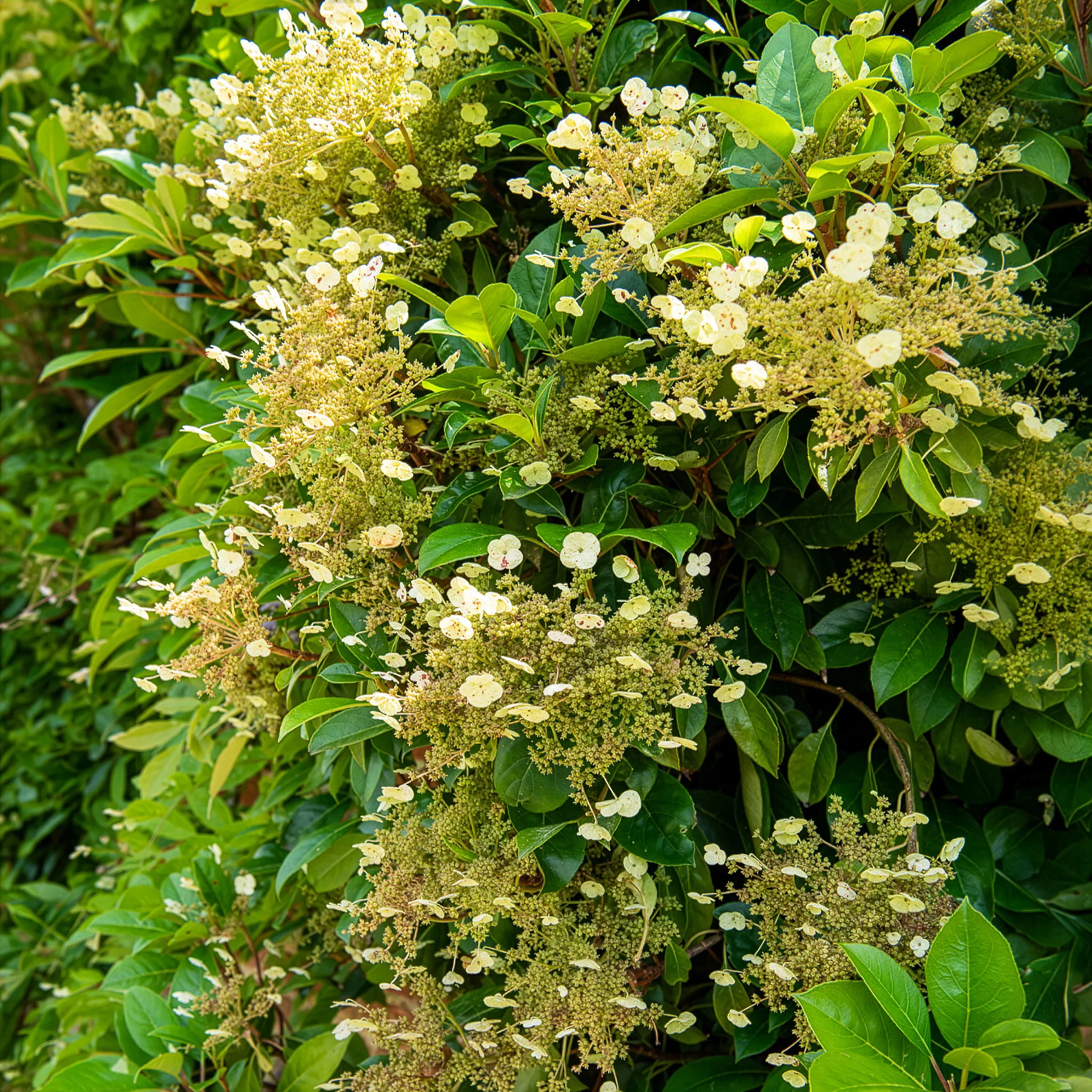 Miniatuur 2