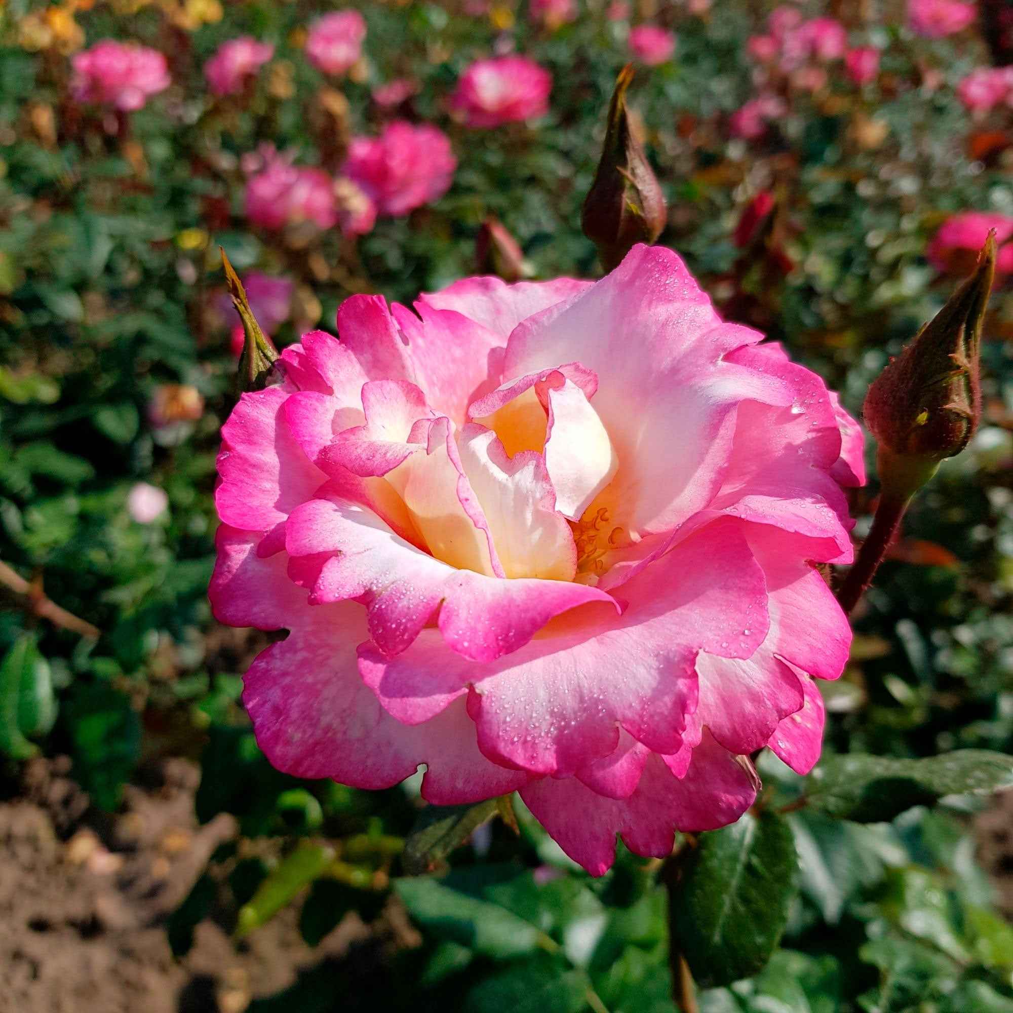 Miniatuur 1