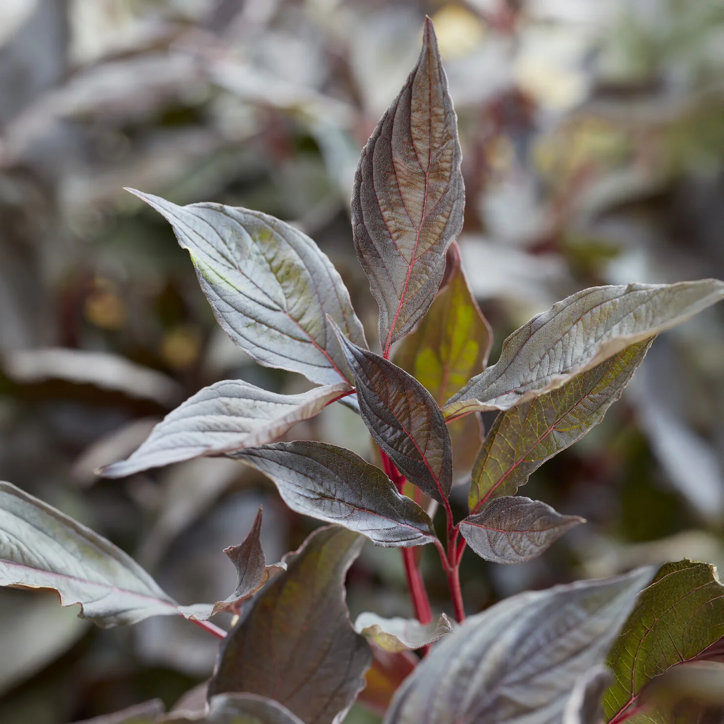 Miniatuur 1
