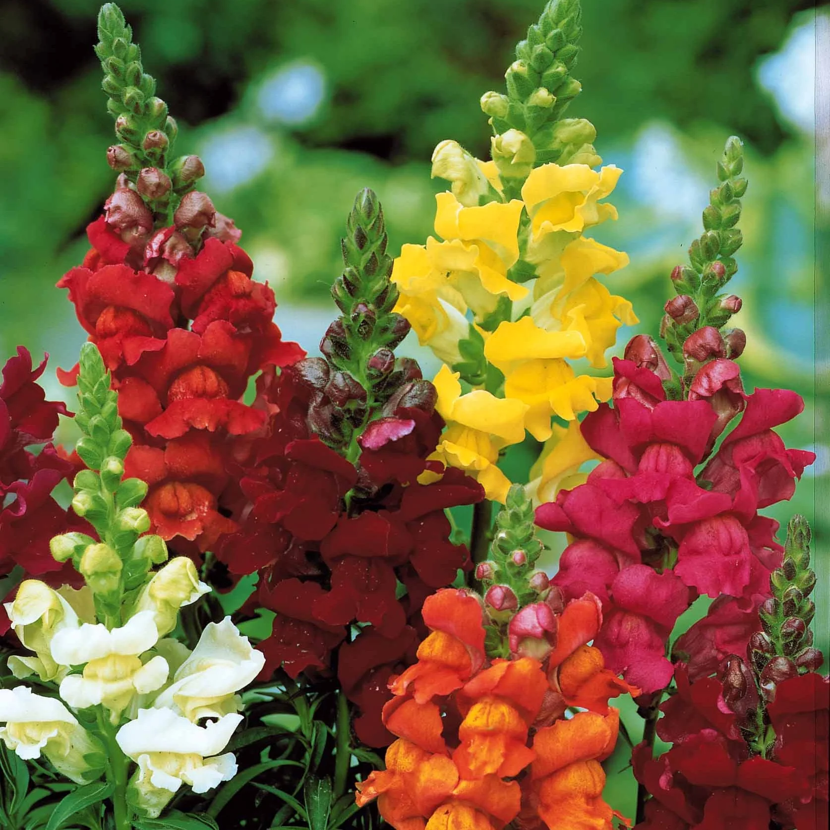Miniatuur 2